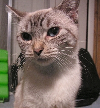 PhoebeMaeFosterTenHouseCats