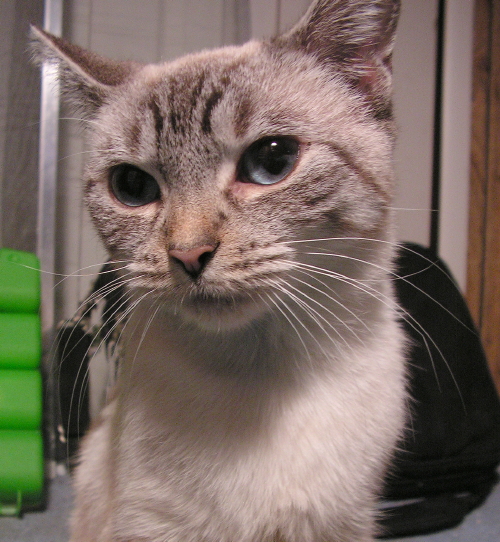 PhoebeMaeFosterTenHouseCats