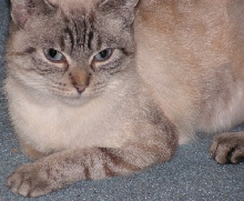 PhoebeMaeFosterTenHouseCats