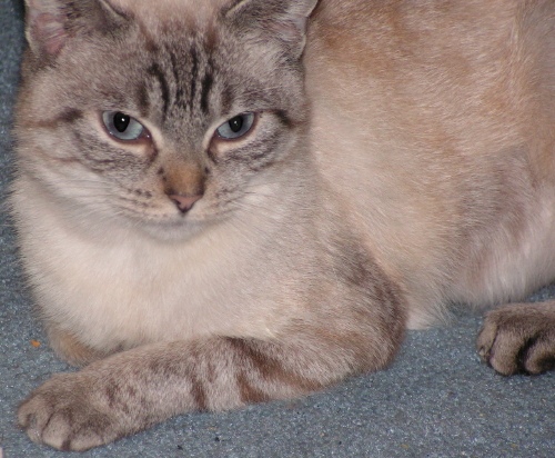PhoebeMaeFosterTenHouseCats