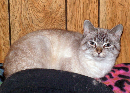 PhoebeMaeFoster