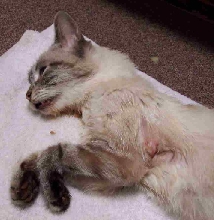 poor sick meezer BEFORE foster
