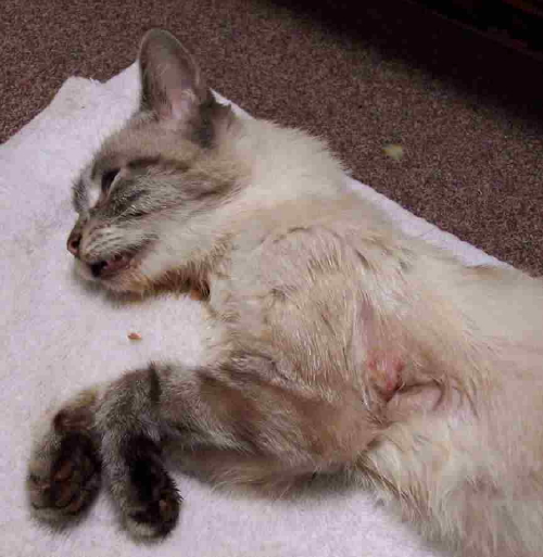 poor sick meezer BEFORE foster