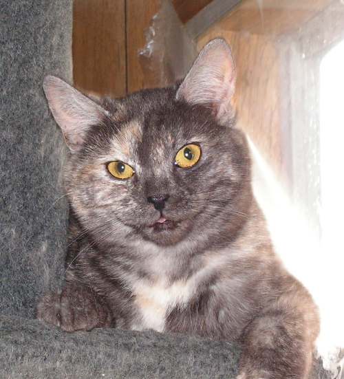Tael'r TenHouseCats