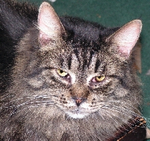 Teagan TenHouseCats