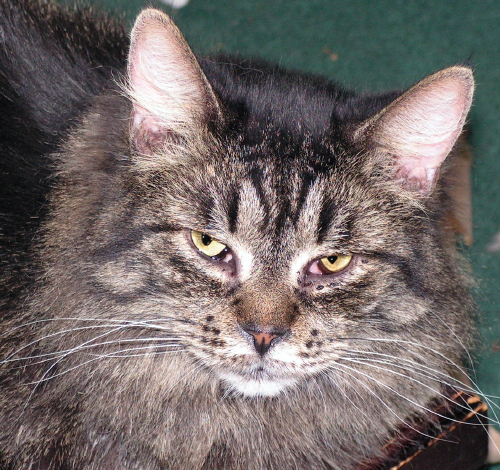 Teagan TenHouseCats