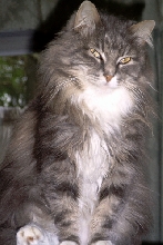 Vivi TenHouseCats