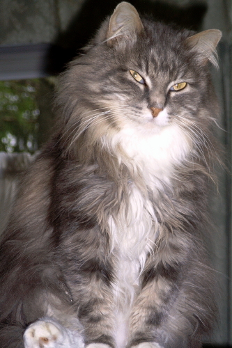 Vivi TenHouseCats