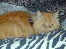 BrendanMichaelRedcatNobleTenHouseCats