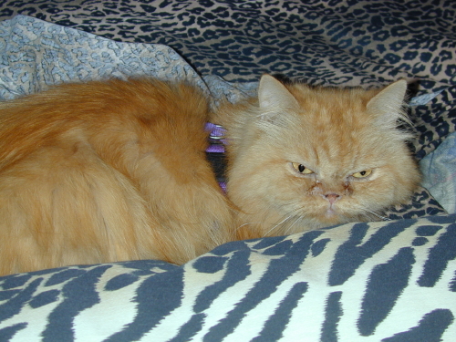 BrendanMichaelRedcatNobleTenHouseCats
