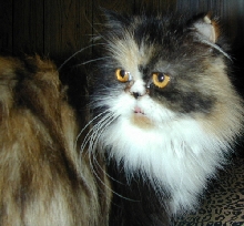 CaliFlowerTenHouseCats