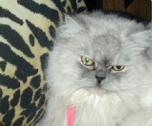 CassiePurrTenHouseCats