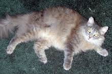 FionaAnkleBiterTenHouseCats