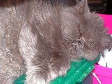 Gypsy