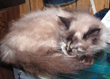 Tiki