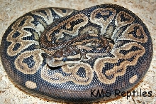 Black Pastel Female