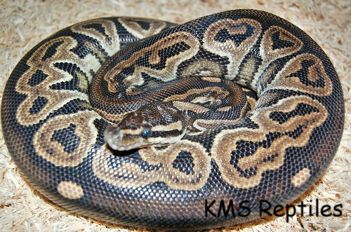 Black Pastel Female