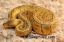 LemonBlast Male