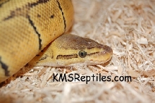 Lb Male