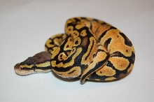 07 pastel female