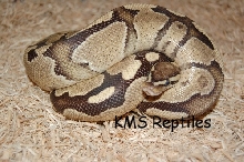 06 Fire Male
