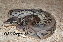 Male Pewter