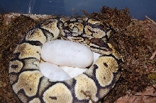 Gravid Pastel