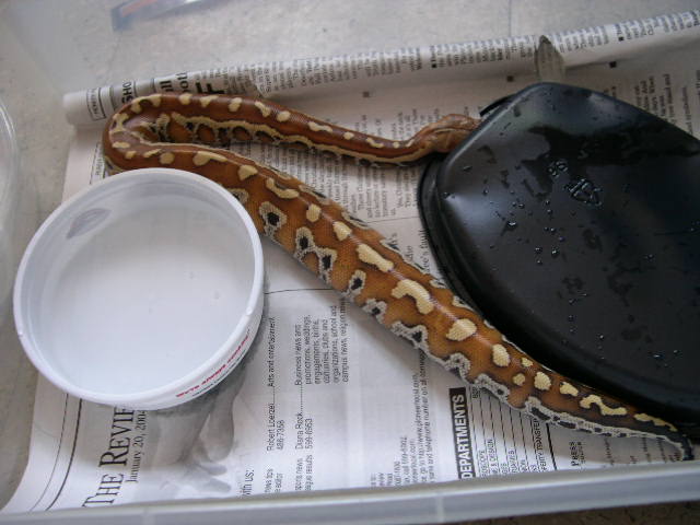 Female red blood