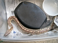 Male red blood