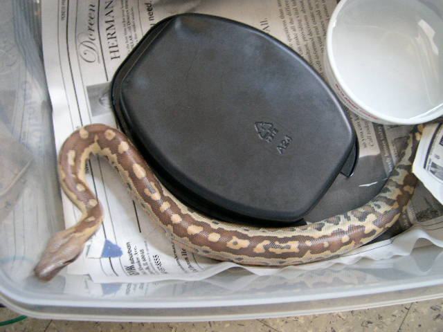 Male red blood