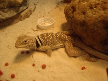 Tobi