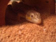 Kai coming out from hide spot