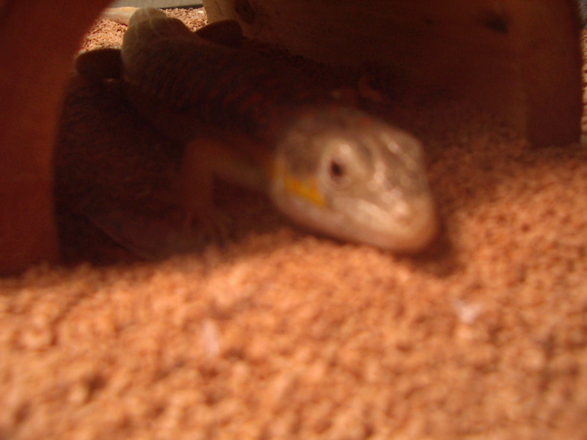 Kai coming out from hide spot