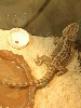 Nezumi in the corner