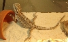 Nezumi posing