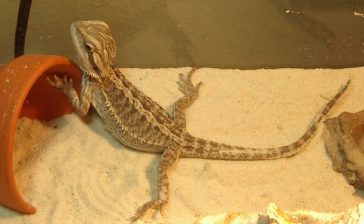 Nezumi posing