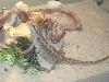 Nezumi ON rock