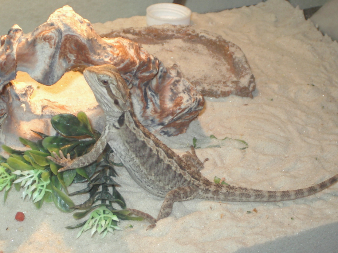 Nezumi ON rock