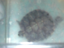 Sid after feeding time