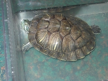 Sylus before feeding time