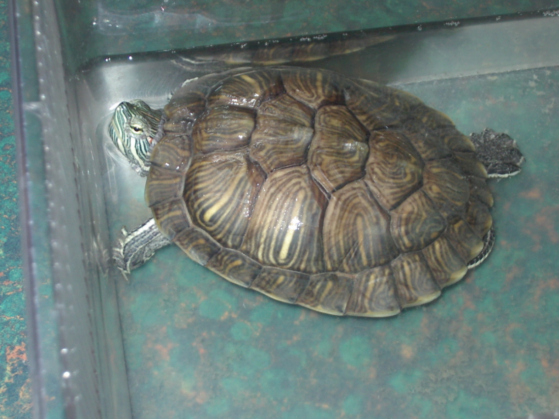 Sylus before feeding time