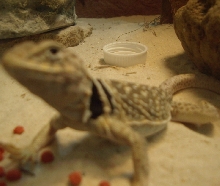 Tobi