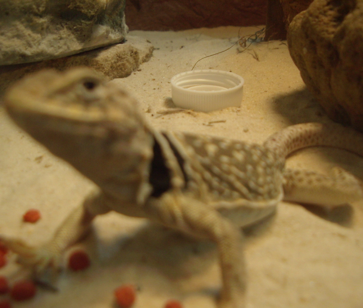 Tobi