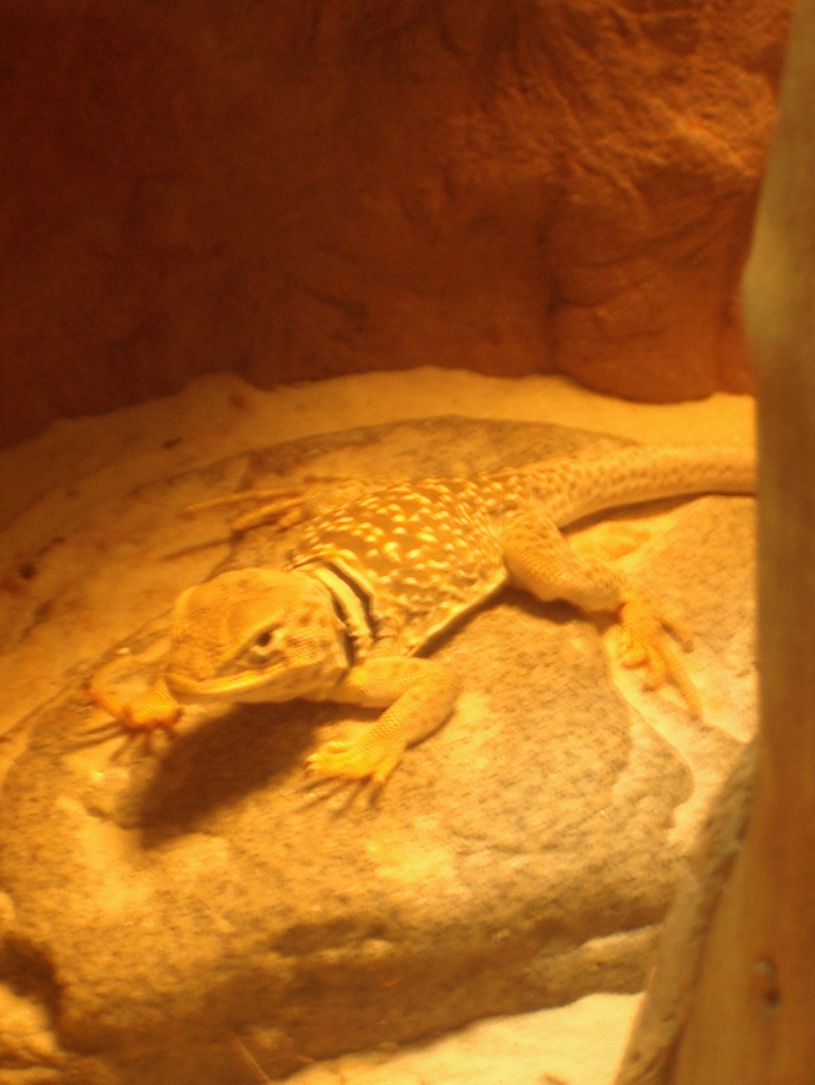 Tobi on his rock