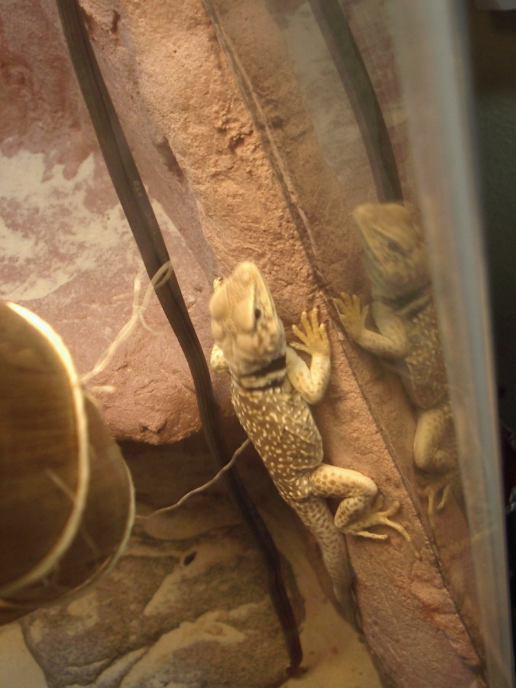 Tobi climbing up the wall