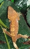 crested