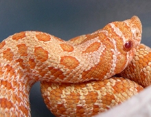 AlbinoHognoseMale1