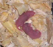first litter