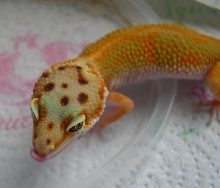 '04 Breeder Red Stripe Female
