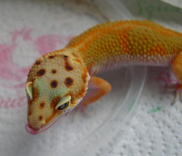 '04 Breeder Red Stripe Female